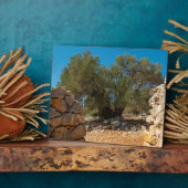 Olijftuinen van Lun Fotoplaat (Zijkant)