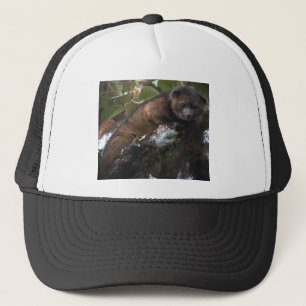 Olinguito (Bassaricyon neblina) nieuw zoogdier Trucker Pet