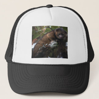 Olinguito (Bassaricyon neblina) nieuw zoogdier Trucker Pet