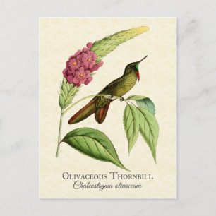 Olivacous Thornbill Hummingbird  Art Briefkaart