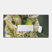 Olive Backed Euphonia, Wildlife Avian Photography (Clavier et souris)