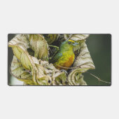 Olive Backed Euphonia, Wildlife Avian Photography (Recto)