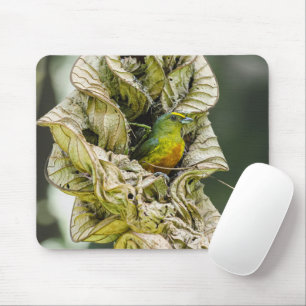 Olive Backed Euphonia, Wildlife Avian Photography Muismat