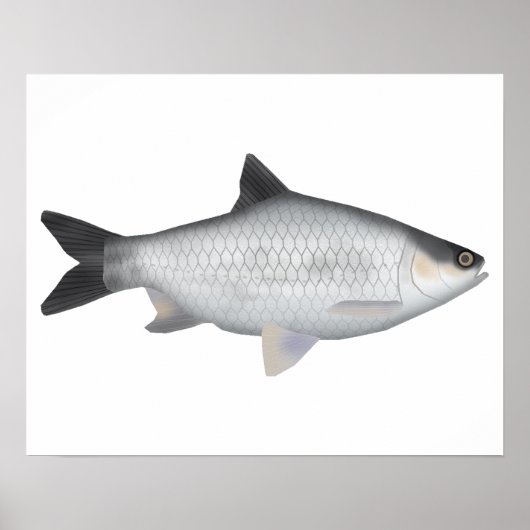 Olive Barb Poster (Voorkant)