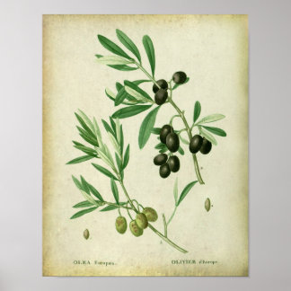 Olive Branch no. 10 Farmhouse Dining Decor Poster