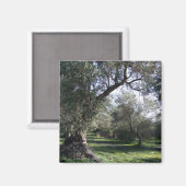 Olive Grove Grec Magnet (Recto/Verso)