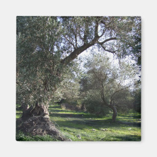Olive Grove Greek Magnet Magneet