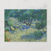 Olive Orchard, Vincent van Gogh Briefkaart (Voorkant)