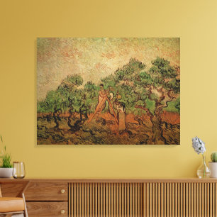 Olive Picking door Vincent van Gogh Canvas Afdruk