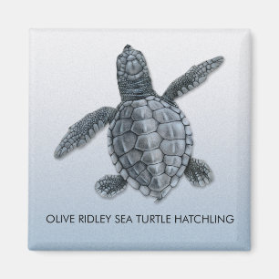Olive Ridley Zee Turtle Hatchling Magnet Magneet