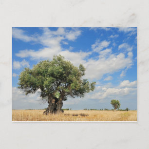 Olive tree briefkaart