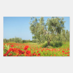 Olive tree dans le champ de pavot autocollant rect