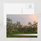 Olive tree grove au coucher du soleil carte postal (Devant / Derrière)