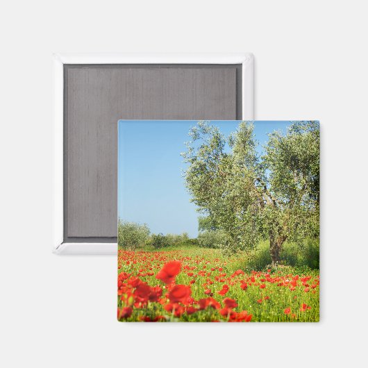 Olive tree in poppy field aimant (Recto/Verso)