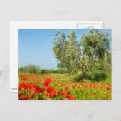 Olive tree in poppy field carte postale (Devant / Derrière)