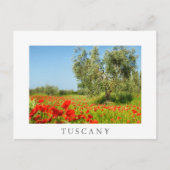 Olive tree in poppy field, carte postale blanche t (Devant)