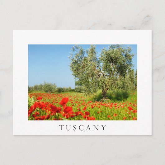 Olive tree in poppy field, carte postale blanche t (Devant)