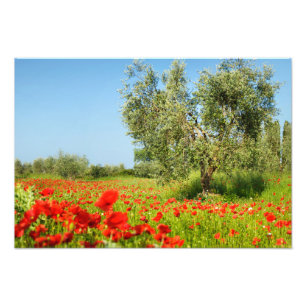 Olive tree in poppy field photo print