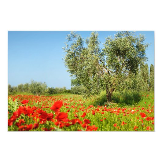 Olive tree in poppy field photo print (Devant)