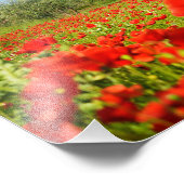 Olive tree in poppy field photo print (Coin)