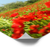 Olive tree in poppy field poster (Coin)