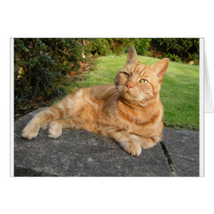 Oliver Cat