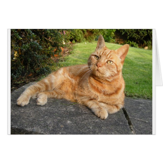 Oliver Cat (Devant horizontal)