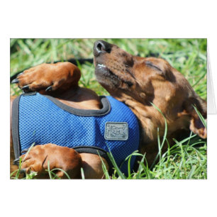 Olli la carte Daschund