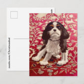 Ollie, carte postale (Devant / Derrière)