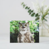 "OLLY "LA CARTE POSTALE DE HIBOU (Debout devant)