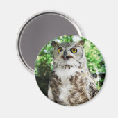" OLLY " LE MAGNET OWL (Recto/Verso)