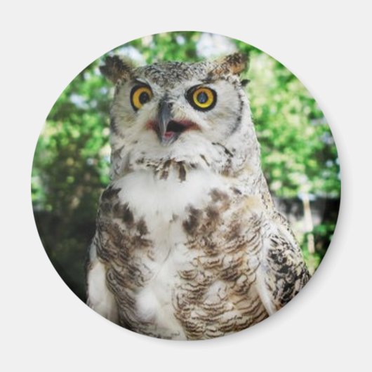 " OLLY " LE MAGNET OWL (Devant)