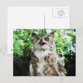 " OLLY " THE OWL POSTCARD BRIEFKAART (Voorkant / Achterkant)