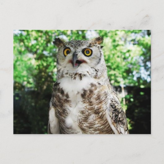 " OLLY " THE OWL POSTCARD BRIEFKAART (Voorkant)