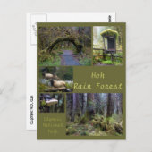 Olympic N.P. (Hoh Rain Forest 2) Briefkaart (Voorkant / Achterkant)