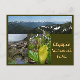 Olympic N.P. (orkaan Ridge, Kalaloch, Hoh) Briefkaart