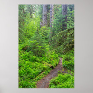 Olympic National Park, bospad Poster