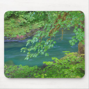 Olympic National Park Washington State Muismat