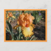 olympische uitdaging briefkaart (Voorkant)