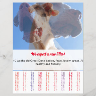 Om Dane Puppies Flyer te verkopen