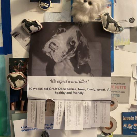 Om Dane Puppies Flyer te verkopen