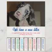 Om Dane Puppies kleurvol te verkopen Flyer (Voorkant)