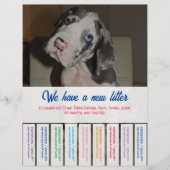 Om Dane Puppies kleurvol te verkopen Flyer (Voorkant)
