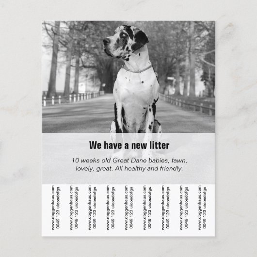 Om Dane Puppies te verkopen Flyer (Voorkant)