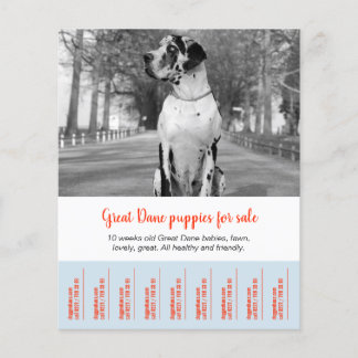 Om Dane Puppies te verkopen Flyer