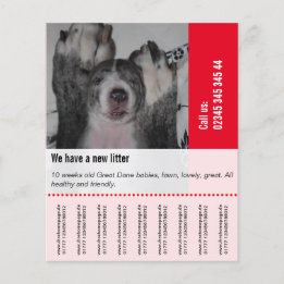 Om Dane Puppies te verkopen Flyer