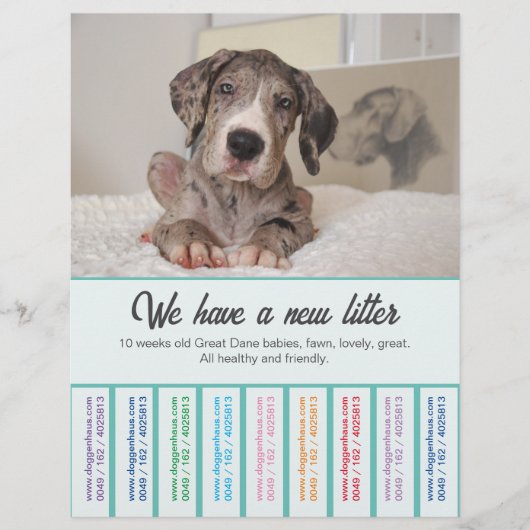 Om Dane Puppies te verkopen, kleurvolle brochure (Voorkant)