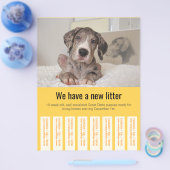 Om Dane Puppies te verkopen, kleurvolle brochure (Enkel)