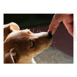 Om zonder hond te zijn...