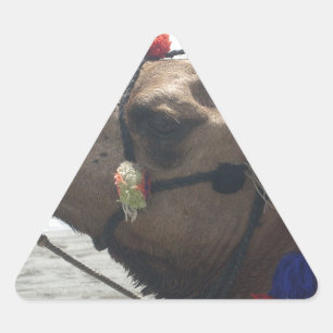 Oman Muscat Camel Fotokunst Print Driehoek Sticker